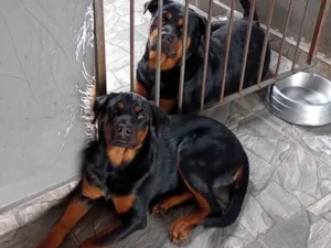 Cachorro raça Rottweiler idade 3 anos nome Athena e Arthemys 