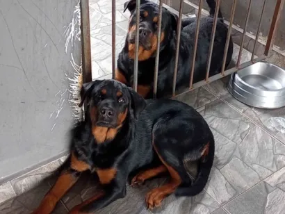 Cachorro raça Rottweiler idade 3 anos nome Athena e Arthemys 