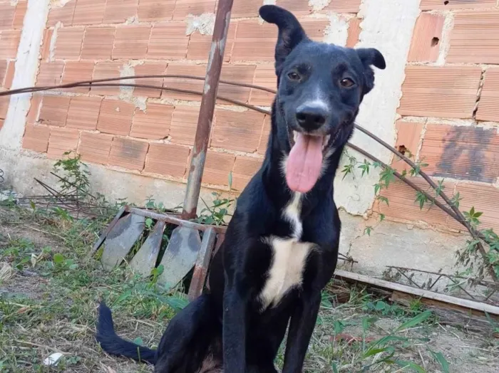 Cachorro ra a SRD-ViraLata idade 7 a 11 meses nome Lua 