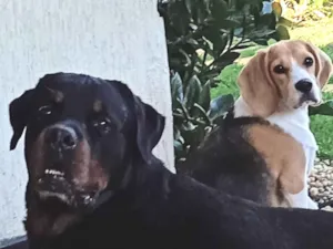 Cachorro raça Beagle  idade 7 a 11 meses nome Zoe