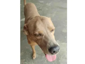 Cachorro raça SRD-ViraLata idade 4 anos nome Shaillom Júnior 