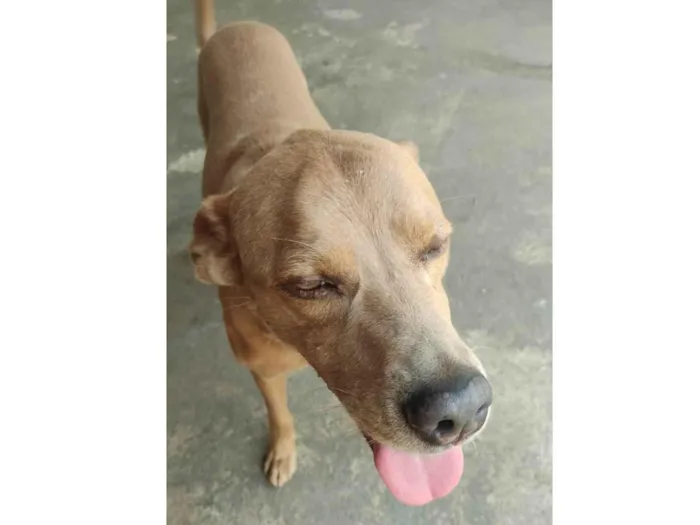 Cachorro ra a SRD-ViraLata idade 4 anos nome Shaillom Júnior 