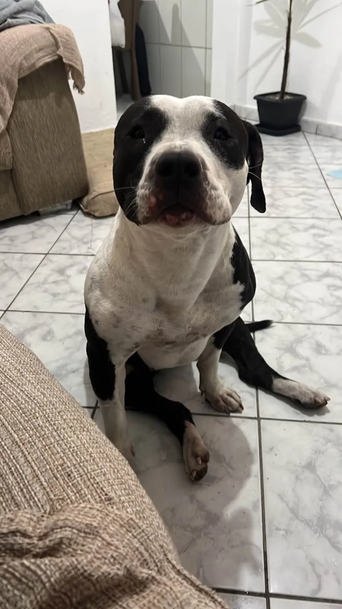 Cachorro ra a Pit-Bull idade 1 ano nome Bulma