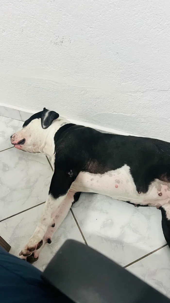 Cachorro ra a Pit-Bull idade 1 ano nome Bulma