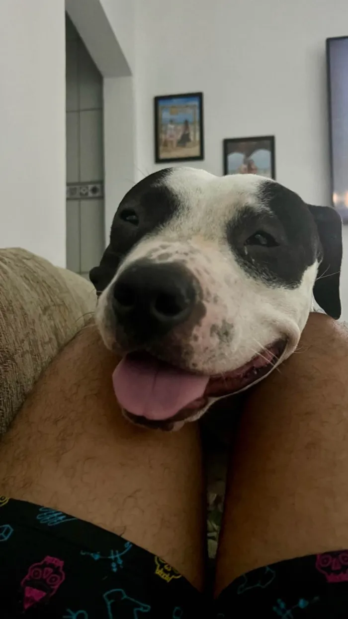 Cachorro ra a Pit-Bull idade 1 ano nome Bulma