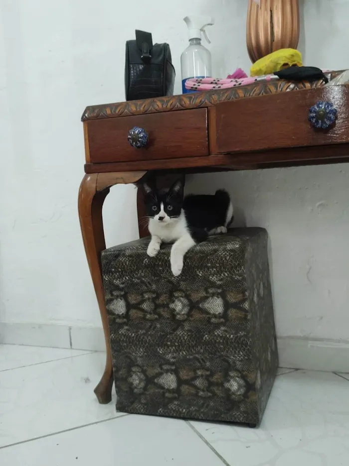 Gato ra a SRD-ViraLata idade 2 a 6 meses nome Mia 