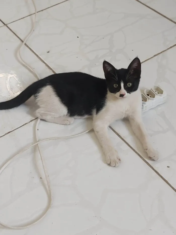 Gato ra a SRD-ViraLata idade 2 a 6 meses nome Mia 