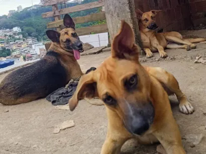 Cachorro raça SRD-ViraLata idade 1 ano nome Manchinha e Pretinho 