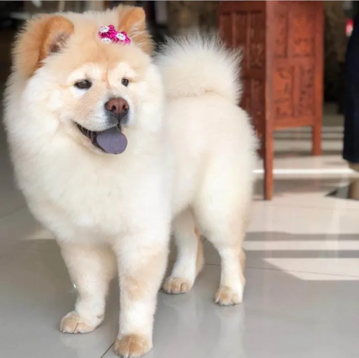 Cachorro ra a Chow Chow idade 5 anos nome Luna