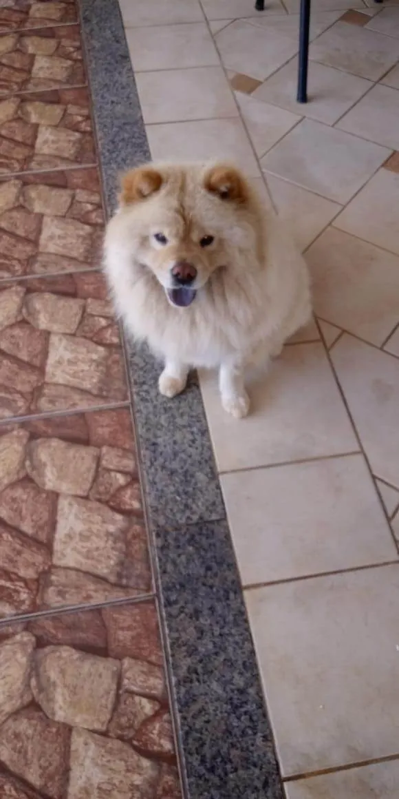 Cachorro ra a Chow Chow idade 5 anos nome Luna