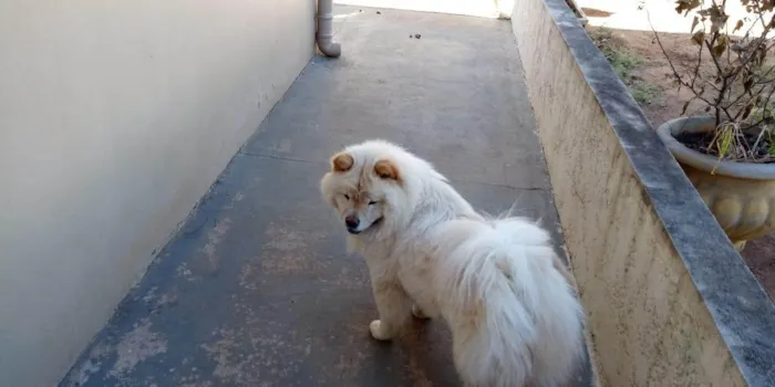 Cachorro ra a Chow Chow idade 5 anos nome Luna