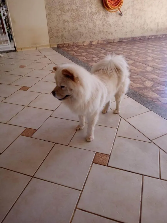 Cachorro ra a Chow Chow idade 5 anos nome Luna