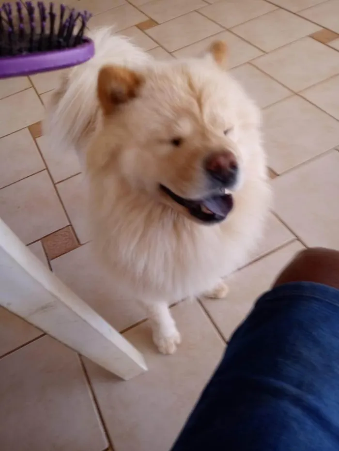 Cachorro ra a Chow Chow idade 5 anos nome Luna