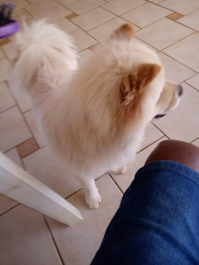 Cachorro ra a Chow Chow idade 5 anos nome Luna