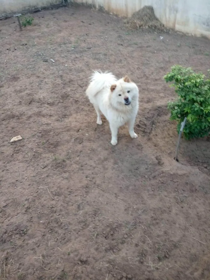 Cachorro ra a Chow Chow idade 5 anos nome Luna