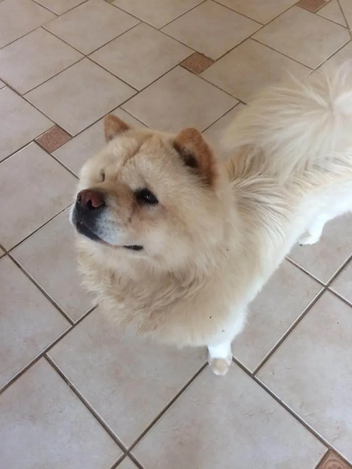 Cachorro ra a Chow Chow idade 5 anos nome Luna