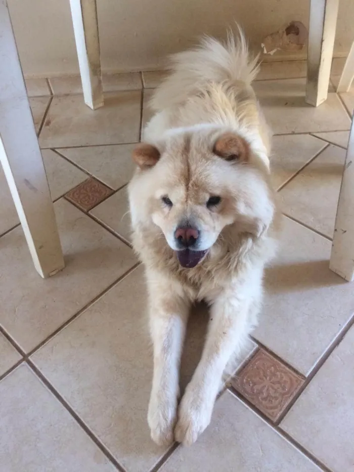 Cachorro ra a Chow Chow idade 5 anos nome Luna