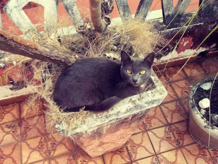 Gato ra a SRD-ViraLata idade 5 anos nome Greta