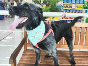 Cachorro raça SRD-ViraLata idade 2 anos nome Amora