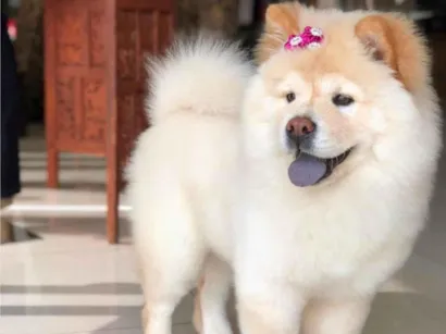 Cachorro raça Chow Chow idade 5 anos nome Luna