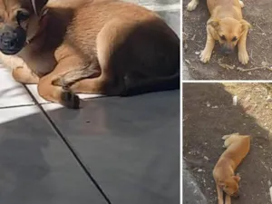 Cachorro raça SRD-ViraLata idade 2 a 6 meses nome Mel