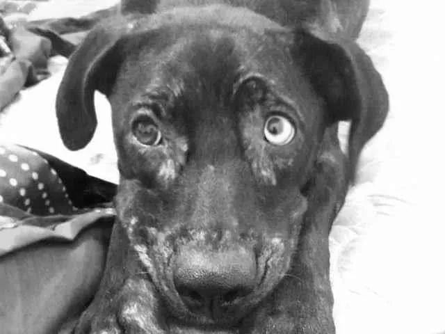 Cachorro ra a SRD-ViraLata idade 2 anos nome Pantera 