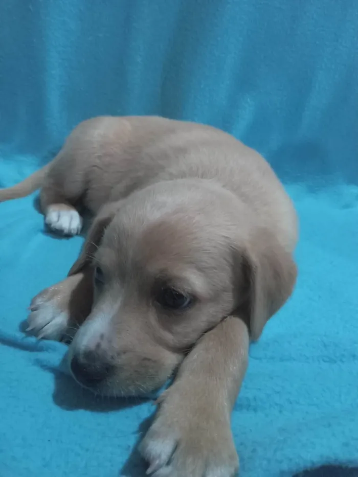 Cachorro ra a SRD-ViraLata idade 2 a 6 meses nome Não tem nome 