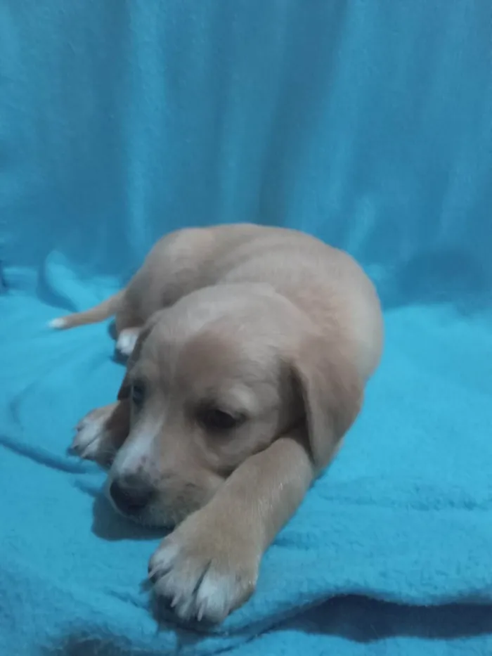 Cachorro ra a SRD-ViraLata idade 2 a 6 meses nome Não tem nome 