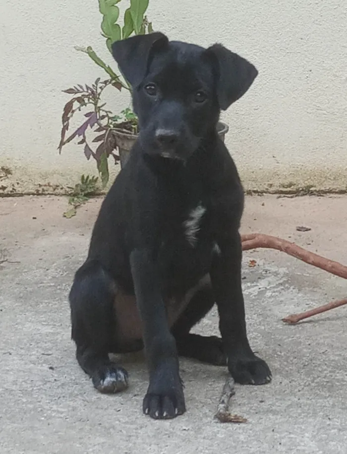 Cachorro ra a SRD-ViraLata idade 2 a 6 meses nome Lila