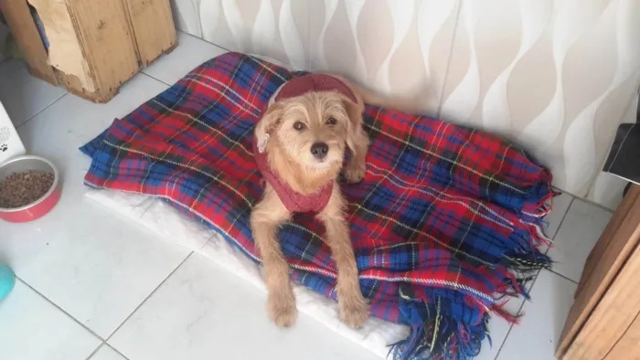 Cachorro ra a SRD-ViraLata idade 7 a 11 meses nome Mel