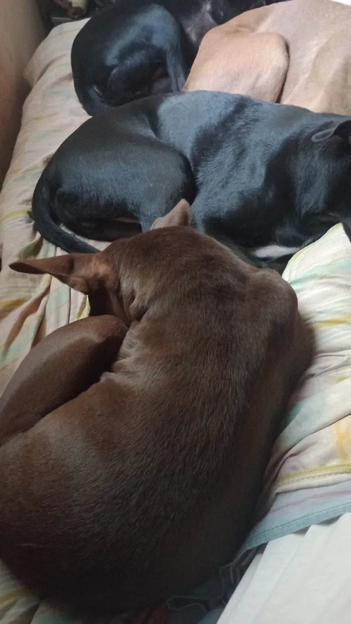 Cachorro ra a SRD-ViraLata idade 3 anos nome Chocolate 