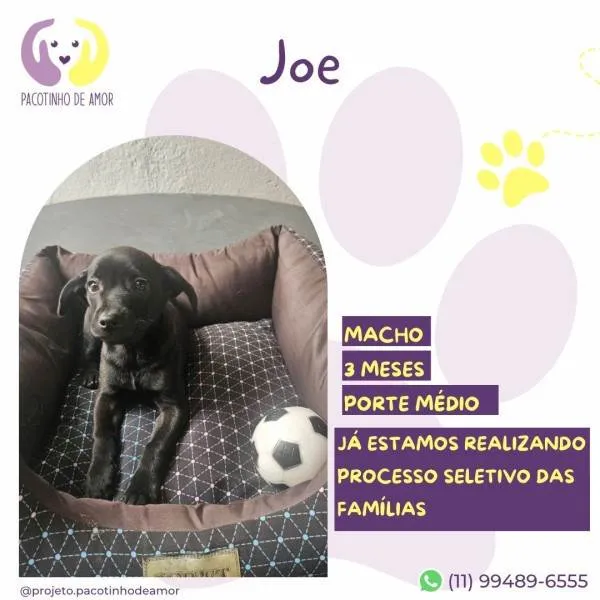 Cachorro ra a SRD-ViraLata idade 2 a 6 meses nome Joe