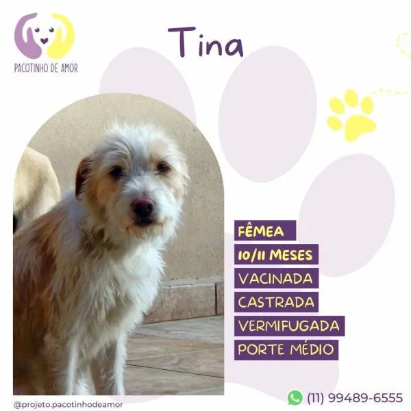 Cachorro ra a SRD-ViraLata idade 1 ano nome Tina