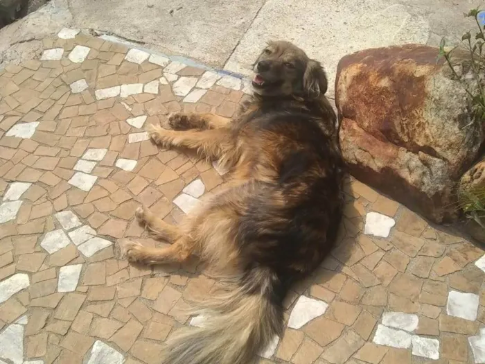 Cachorro ra a SRD-ViraLata idade 3 anos nome Princesa 