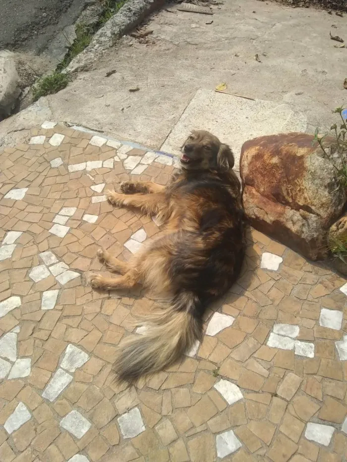 Cachorro ra a SRD-ViraLata idade 3 anos nome Princesa 