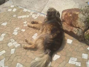 Cachorro raça SRD-ViraLata idade 3 anos nome Princesa 