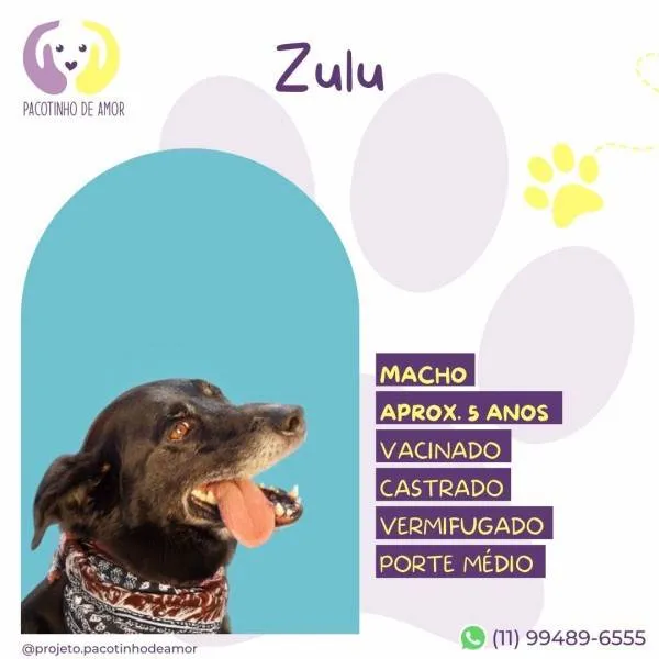 Cachorro ra a SRD-ViraLata idade 1 ano nome Zulu