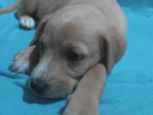 Cachorro raça SRD-ViraLata idade 2 a 6 meses nome Não tem nome 