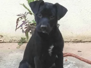 Cachorro raça SRD-ViraLata idade 2 a 6 meses nome Lila