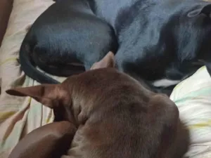 Cachorro raça SRD-ViraLata idade 3 anos nome Chocolate 