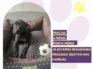 Cachorro raça SRD-ViraLata idade 2 a 6 meses nome Joe