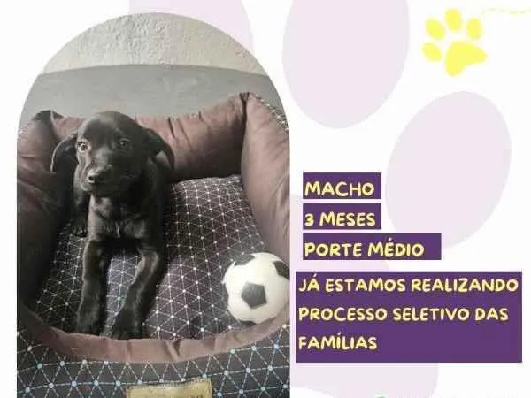 Cachorro ra a SRD-ViraLata idade 2 a 6 meses nome Joe