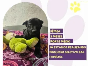 Cachorro raça SRD-ViraLata idade 2 a 6 meses nome Leslie