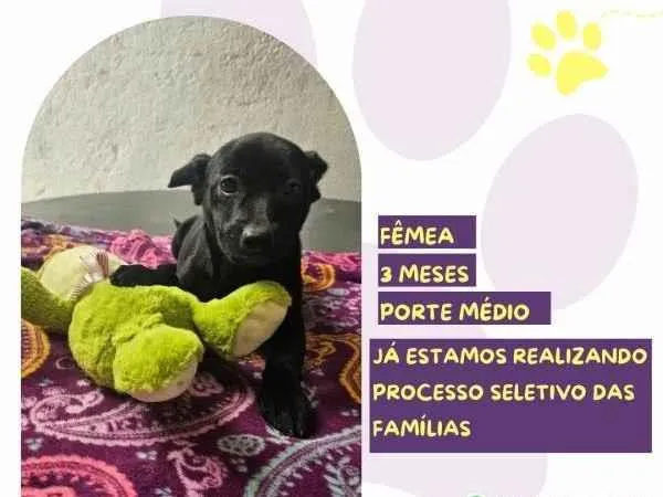 Cachorro ra a SRD-ViraLata idade 2 a 6 meses nome Leslie