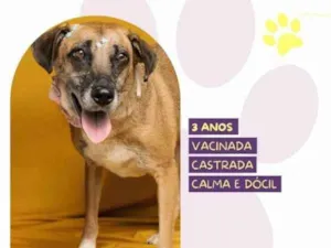 Cachorro raça SRD-ViraLata idade 2 a 6 meses nome Stella