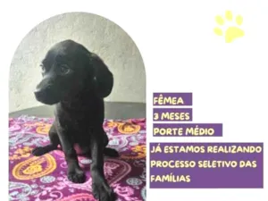 Cachorro raça SRD-ViraLata idade 2 a 6 meses nome Emily