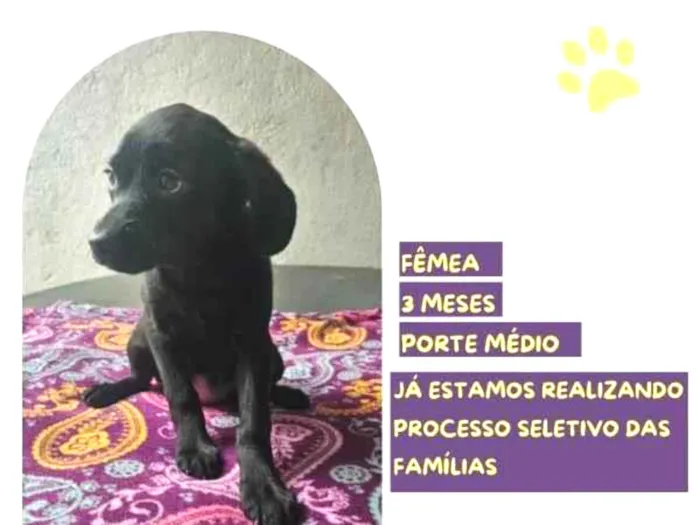 Cachorro ra a SRD-ViraLata idade 2 a 6 meses nome Emily