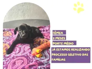 Cachorro raça SRD-ViraLata idade 2 a 6 meses nome Donna