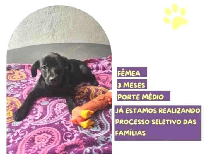 Cachorro ra a SRD-ViraLata idade 2 a 6 meses nome Donna