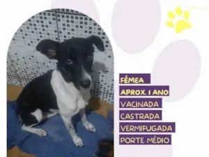 Cachorro raça SRD-ViraLata idade 1 ano nome Matilda